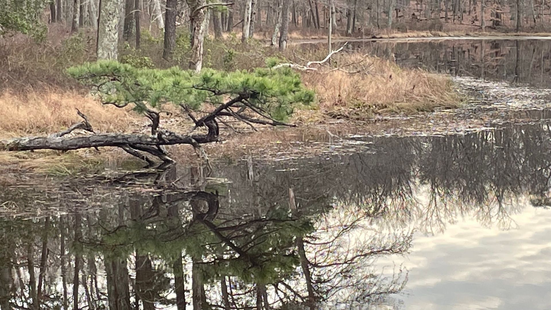 A low, sprawling pine tree grows horizontally over a calm pond, its green needles and the surrounding bare trees reflected in the water—reminding us that changing perspective for success can reveal unexpected beauty.