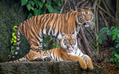 Are you being chased by tigers?