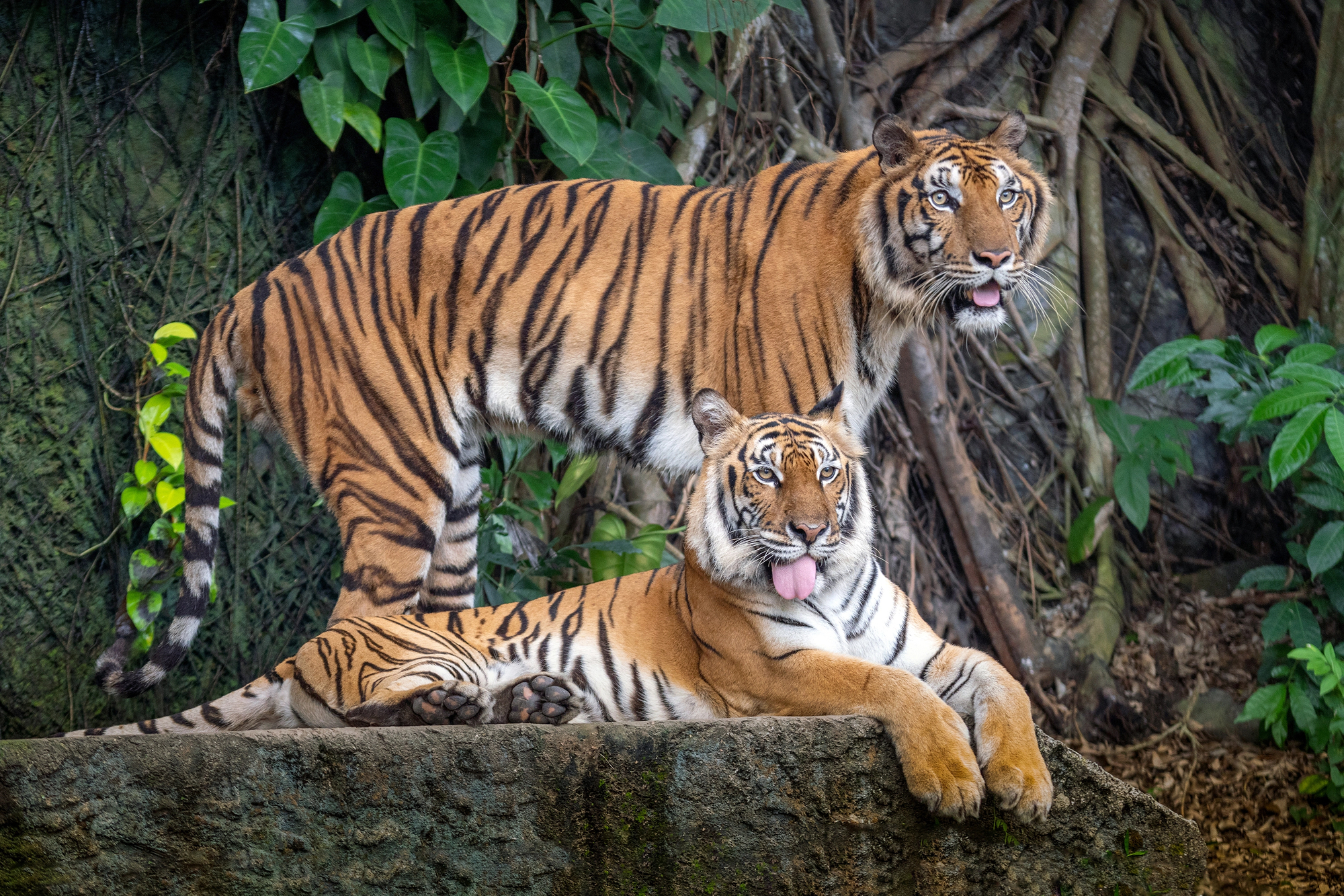 Two tigers, one standing and one lying on a rock with their tongues out, rest peacefully amid green foliage and tree roots—capturing the calm that stress management acupuncture aims to inspire.