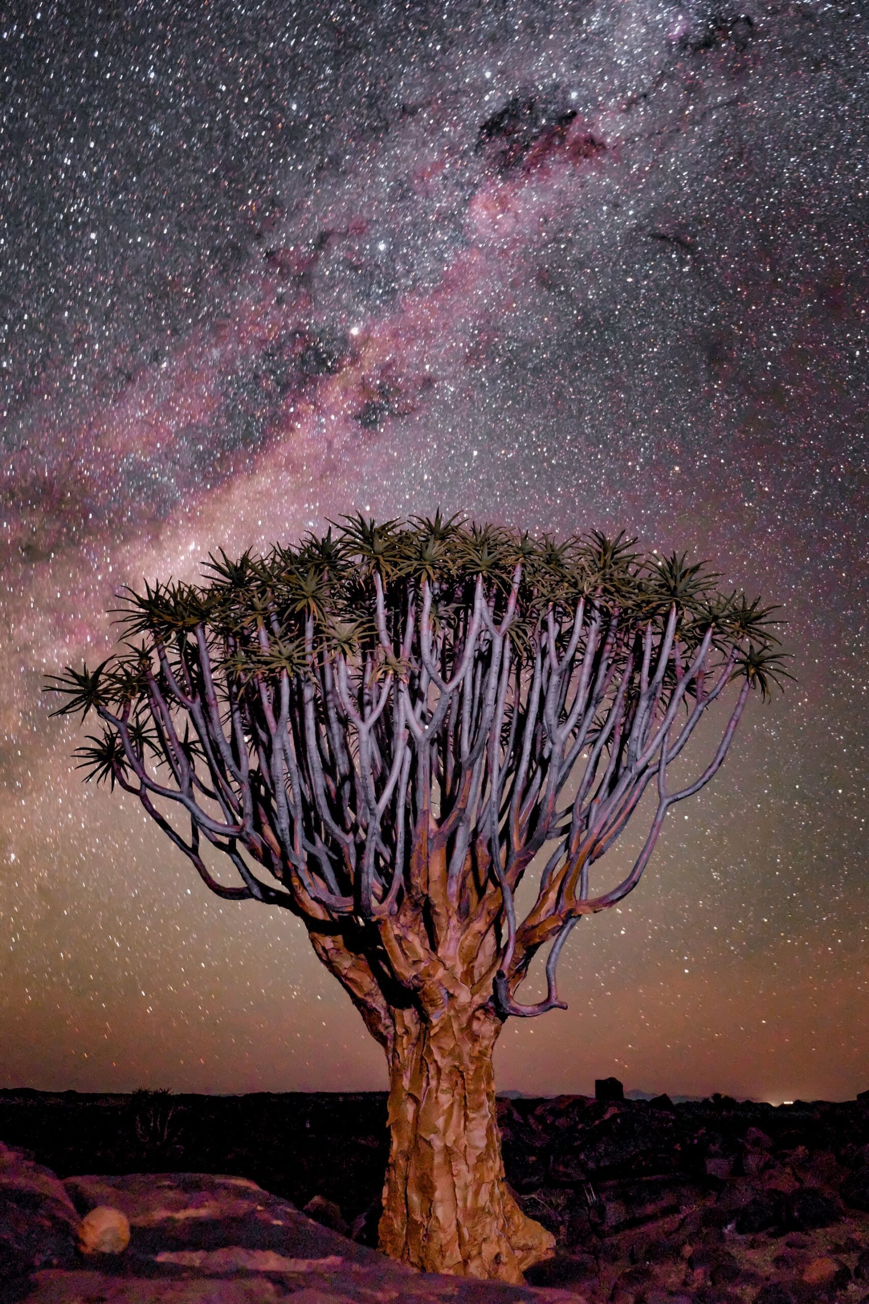 A quiver tree stands under a night sky filled with stars and the Milky Way galaxy, evoking the mindful living importance of connecting with nature.
