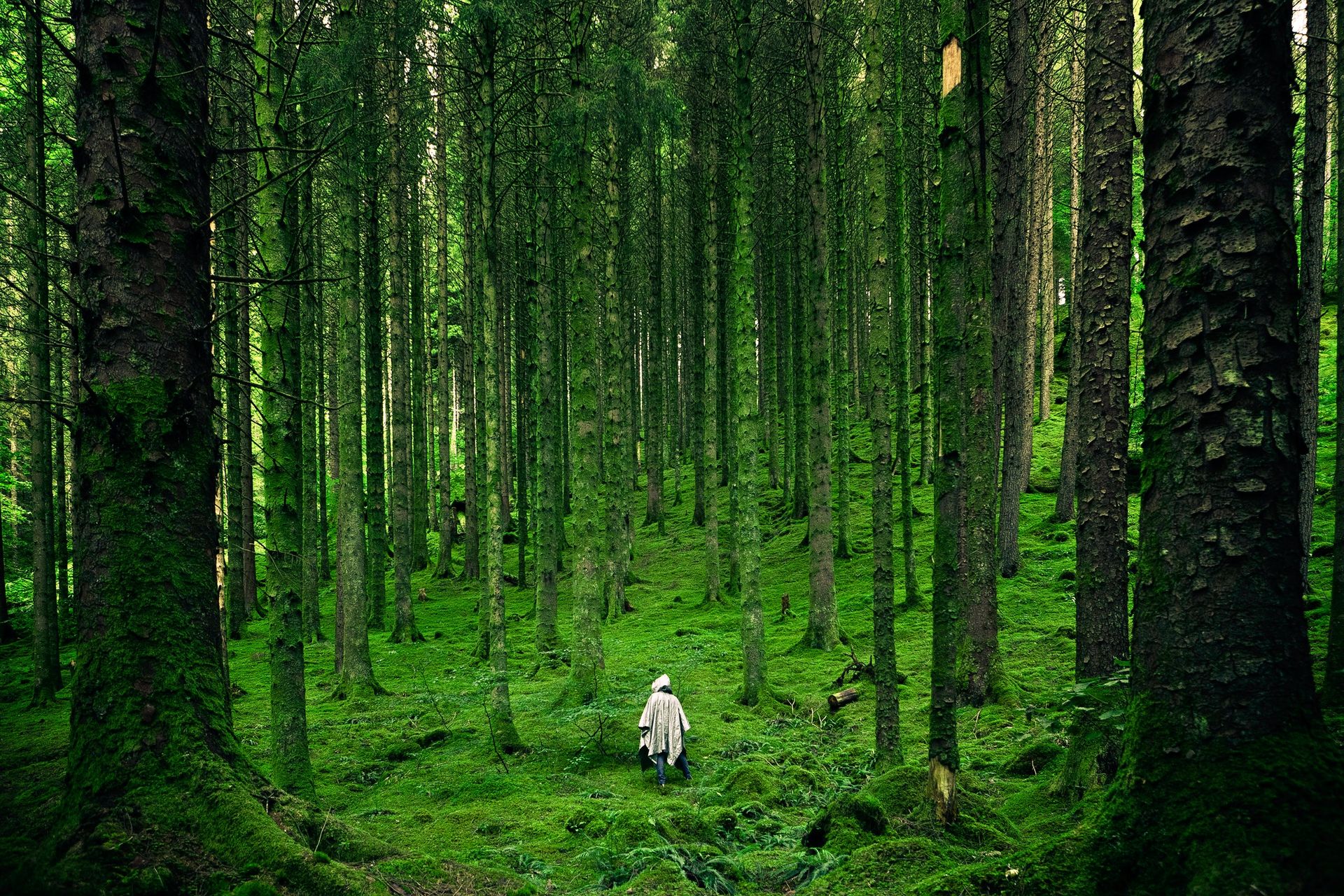 A person wearing a light-colored jacket walks alone through a dense, green forest with tall trees and moss-covered ground, embracing nature and enjoying summer health tips like spending time outdoors.