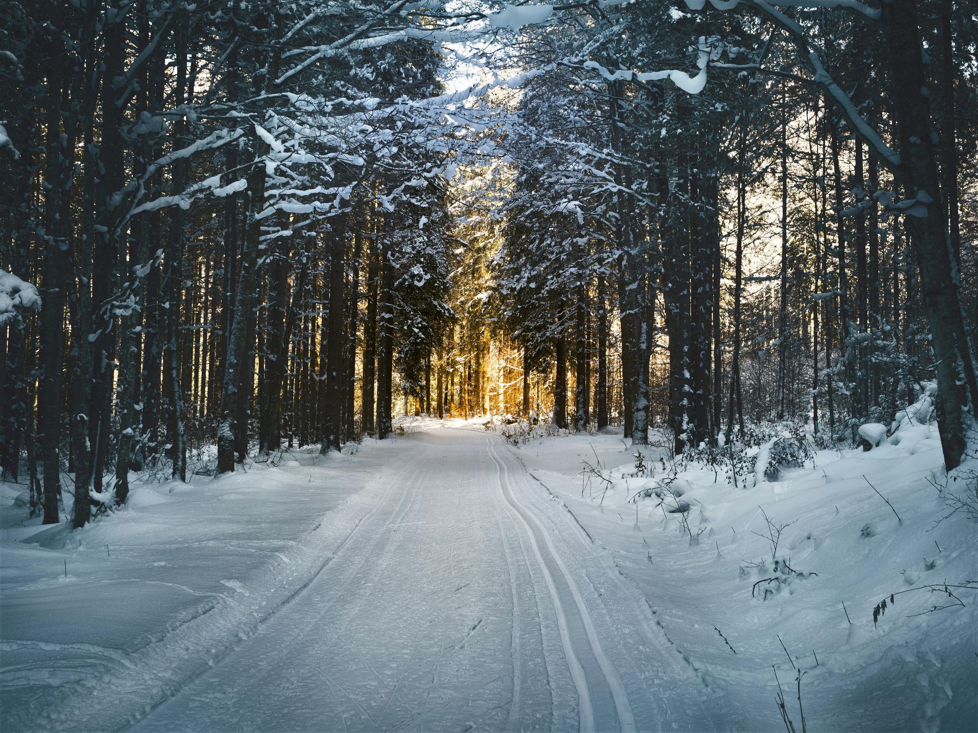 Snow-covered trail through a dense forest, where winter wellness rejuvenation awaits at the sunlit end of the path, with tall trees lining both sides.